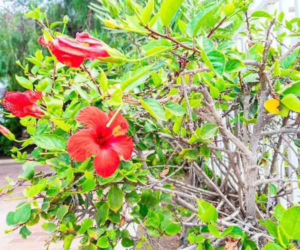 Apartamento Serendipity *