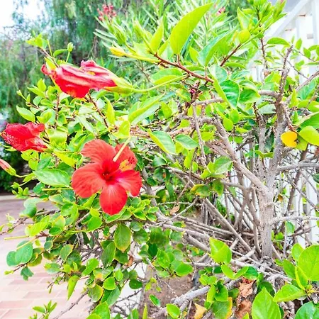 Apartamento Serendipity *